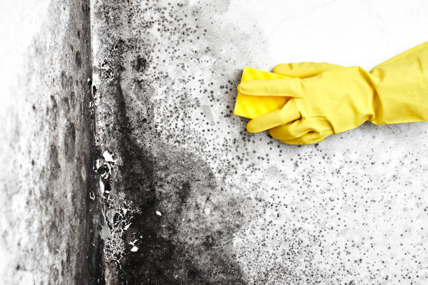Best Attic Mold Remediation in Belford, NJ