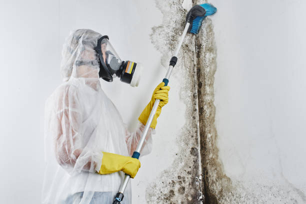 Belford, NJ Mold Remediation Company