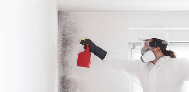 Best HVAC Mold Remediation in Belford, NJ