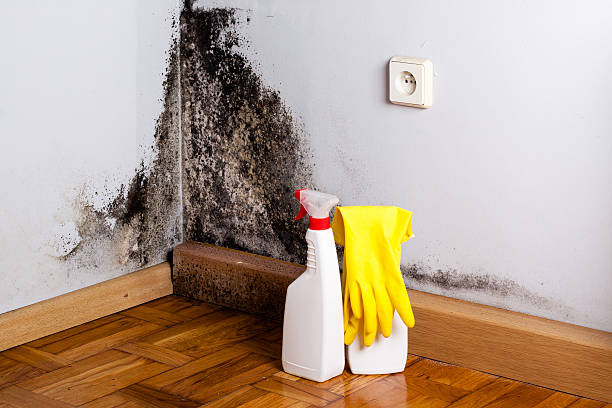 Best White Mold Remediation in Belford, NJ