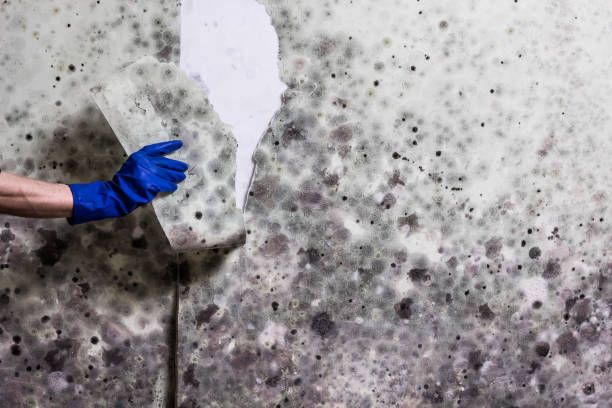 Best Post-Flood Mold Remediation in Belford, NJ